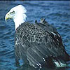 Angry vulture slide puzzl…