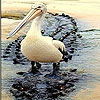 Big lonely pelican slide …