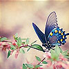 Blue butterfly slide puzzle