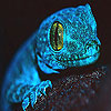 Blue chameleon slide puzz…