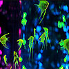 Bright colorful fishes sl…
