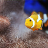 Clown Fish Jigsaw