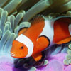 Clown fish