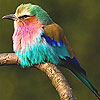 Colored sparrow slide puz…
