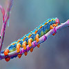 Colorful caterpillar slid…