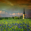 Cornflower meadow