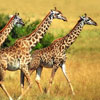 Giraffes