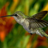 Hummingbird