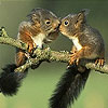 Love and squirrels slide …