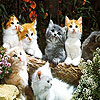 Lovely cats slide puzzle