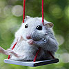 Mouse on the swing slide …