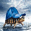Rain and turtle slide puzzle