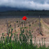 Red Poppy