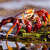 Red crab slide puzzle