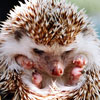 Small hedgehog