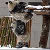 Snow and pandas slide puz…