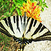 Striped butterfly slide p…