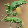 Three chameleon in the tr…