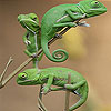 Three chameleon in the tree slide puzzle