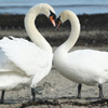 Valentine Swans