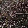 Web